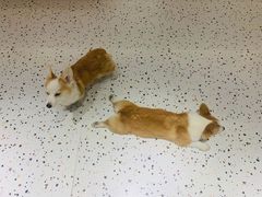 -米宠家·撸猫猫咖小萌宠·猫咪洗澡·猫咪寄养(高新大都荟店)