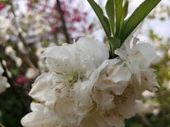 -南汇桃花村