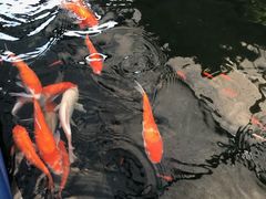 -麻涌飞鸭开心农场