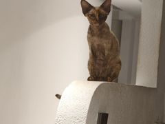 -琪喵猫屋·撸猫猫咖·猫舍