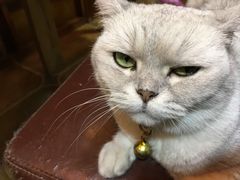 -李小姐の猫咖啡馆(五角场店)