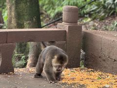 -峨眉山风景名胜区