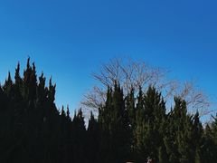 -上海滨江森林公园