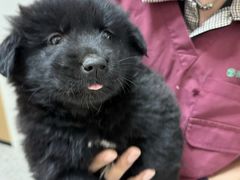-瑞派康怡24h宠物医院·犬猫医疗中心·微创绝育(瑞景分院)