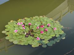 -原山国家森林公园