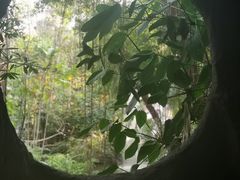 -绿光森林餐厅