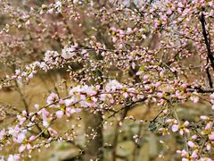 -鹫峰国家森林公园