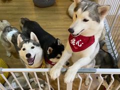 -Husky Go! 哈士奇体验馆·宠物咖啡厅狗咖
