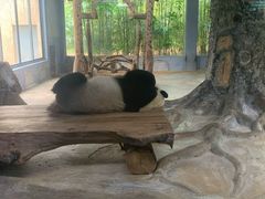 -海南热带野生动植物园