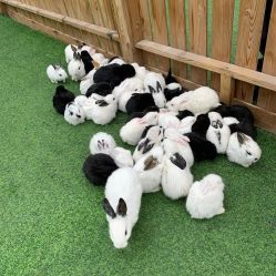 -萌宠亲子动物乐园(槐房万达店)