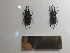 -上海昆虫博物馆