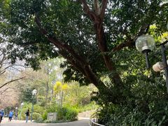 -九龙公园