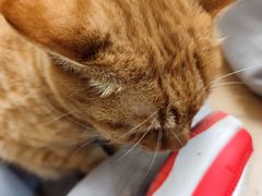 -唐小姐の私宠·宠物洗护美容·撸猫馆·购宠(周浦万达旗舰店)