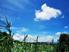 -华侨城湿地公园