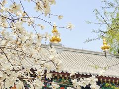 -护国法轮寺
