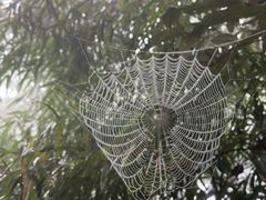 -天目山大树王景区