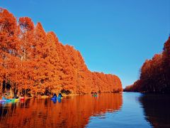 -上海海湾国家森林公园