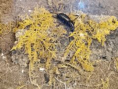 -上海大自然野生昆虫馆(东方明珠·爬宠昆虫探索中心)