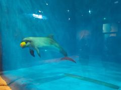 -华夏文旅海洋公园