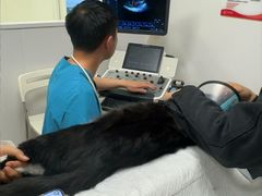 -艾贝尔宠物医院 ·中兽医·宠保定点(北门桥店)