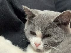 -关爱宠物医院·猫科中心·消化科(滨湖万达分院)