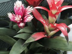 -上海鲜花港