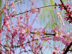 -海棠花溪(元大都城垣遗址公园)