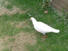 -合肥滨湖国家森林公园