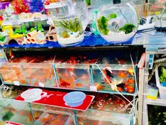 -曲阳花鸟市场(曲阳路店)