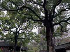 -惠山古镇·寄畅园