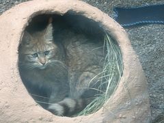 -青藏高原野生动物园