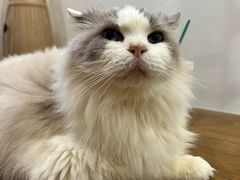 -楼上猫咖(罗湖店)