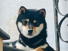 -喜柴咖啡·柴犬狗咖