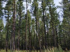 -塞罕坝国家级自然保护区