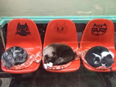 -猫咪博物馆(顶澳仔猫街店)