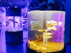 游乐设施-沙沙哗啦海洋馆(华宇百花谷店)