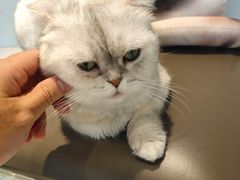 -飞行喵MR PILOT|猫舍·猫咖(静安大融城店)