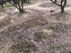 -香雪海