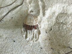 -洛克岛