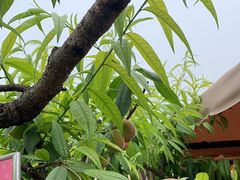 -正宗火盆自助烧烤·烤全羊·柴火鸡(龙泉山店)