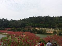 -南国桃园旅游度假区