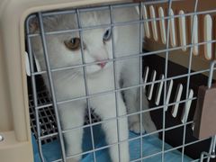 -乖乖宠物医院·猫科·急重症中心(车站北路分院)