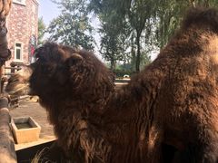 -石家庄市动物园