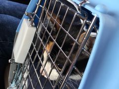 -伟伟宠物医院·CT影像中心·瑞派犬猫综合性门诊(汉口总院)