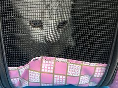 -北京恒爱动物医院(清景园分院)