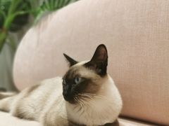 -藏猫猫咖啡主题馆(中央大道店)