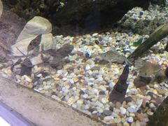 -迪拜水族馆及水下动物园