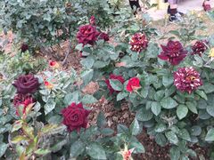 -人民公园(罗湖区)