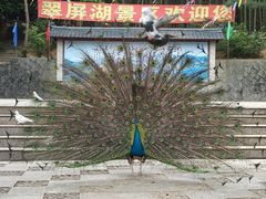 -翠屏湖景区