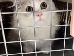 -小猫来了·猫舍(红山六九七九店)